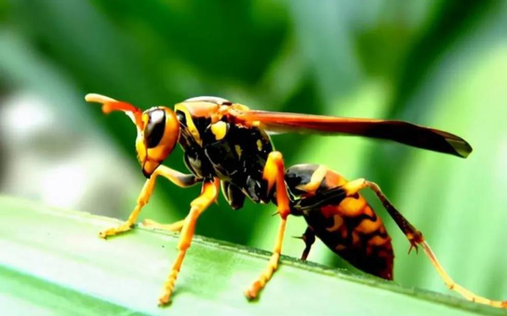 中国十大毒蜂王,十大毒蜂王分别是什么