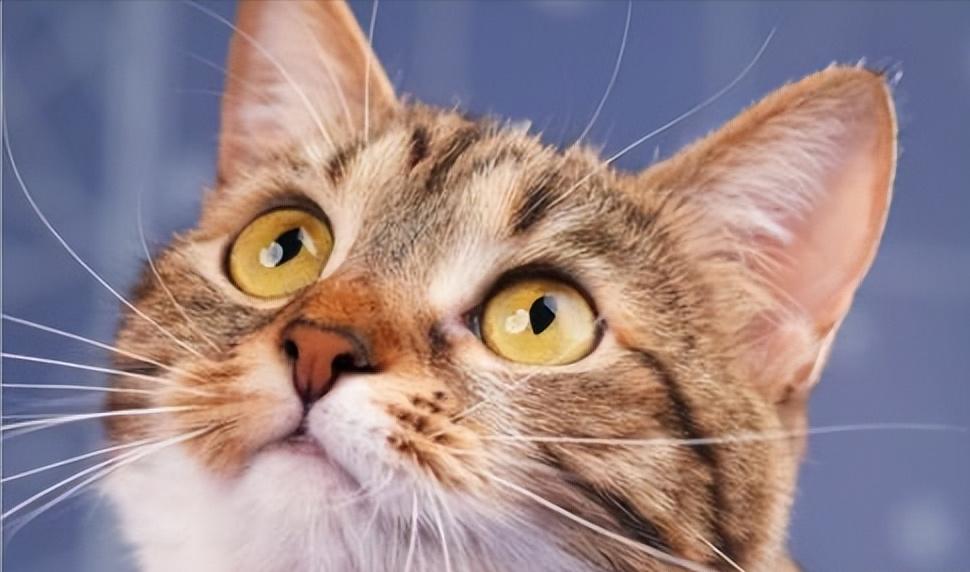 家猫怎样选才是好猫,如何挑选一只性格好长得好看的猫