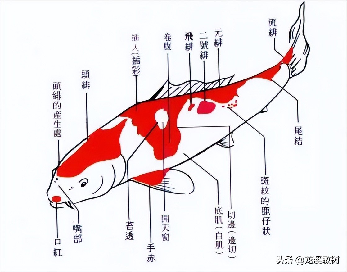 锦鲤分多少种什么样的锦鲤最好养,锦鲤要怎么选才能选到好的锦鲤