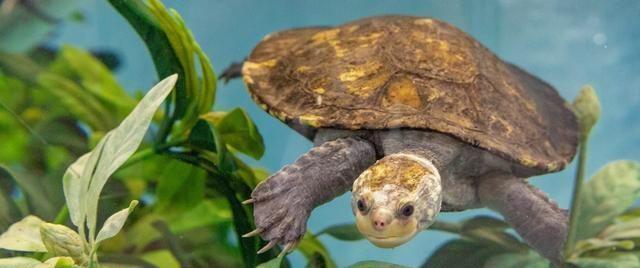 为什么海龟可以用屁股呼吸,海龟正确的呼吸方式