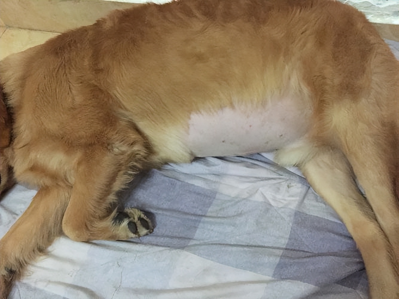 怎么自己在家给狗狗体检,在家给狗狗做检查