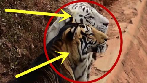 全球十大罕见黑色神兽,最昂贵的十大黑动物