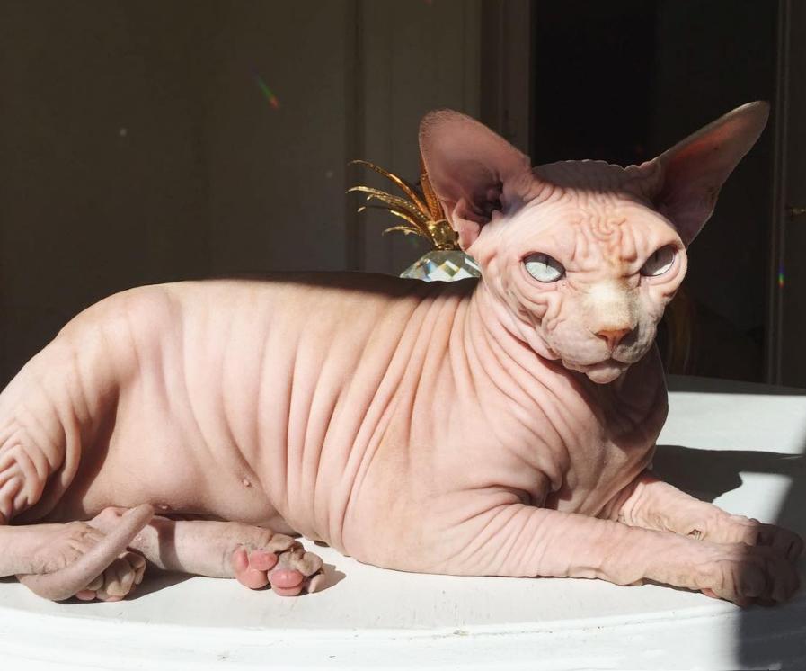 最难打理的猫咪排行,一只最难养的猫咪