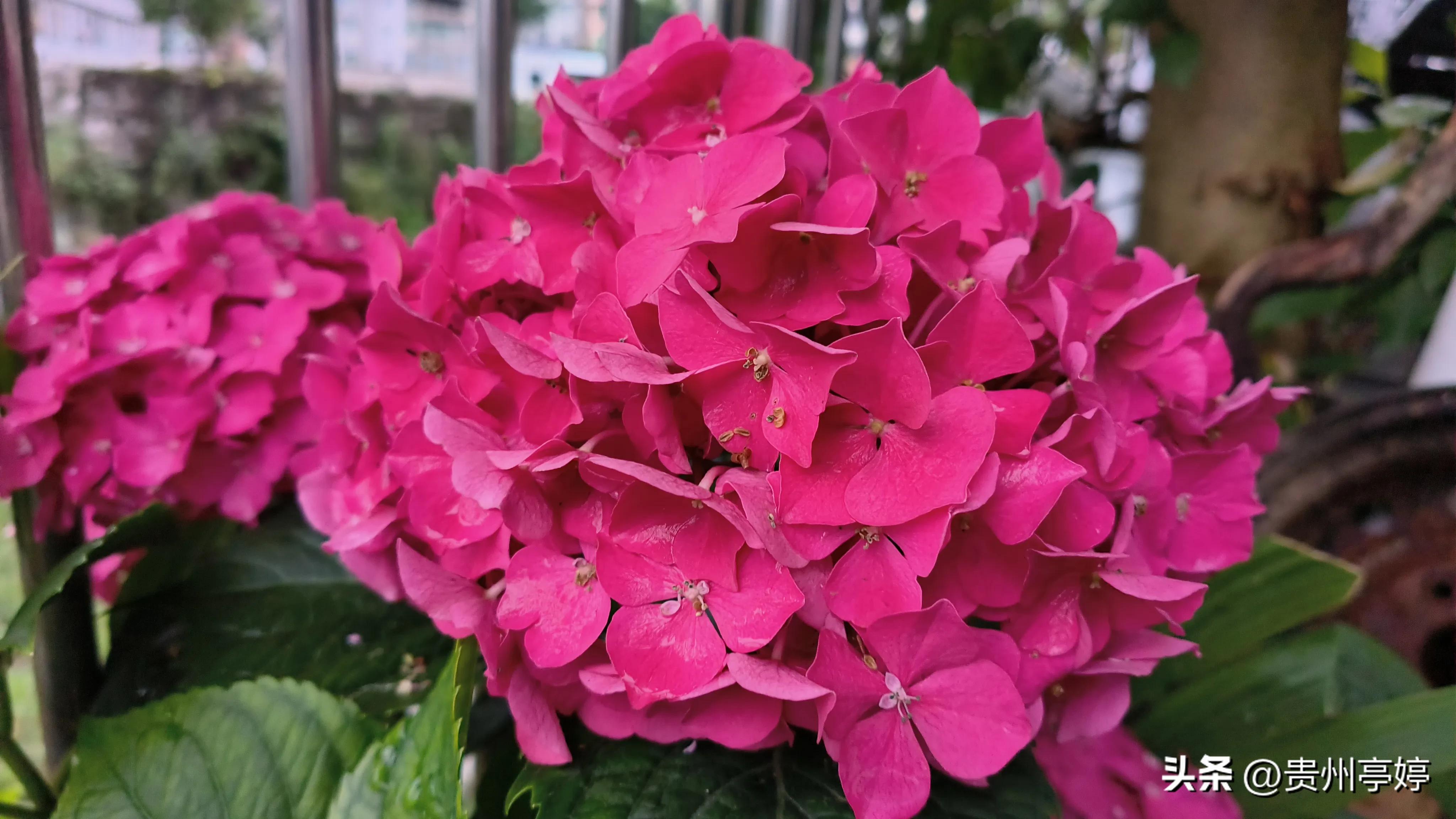 绣球花真的有很多品种吗,绣球花又叫做什么