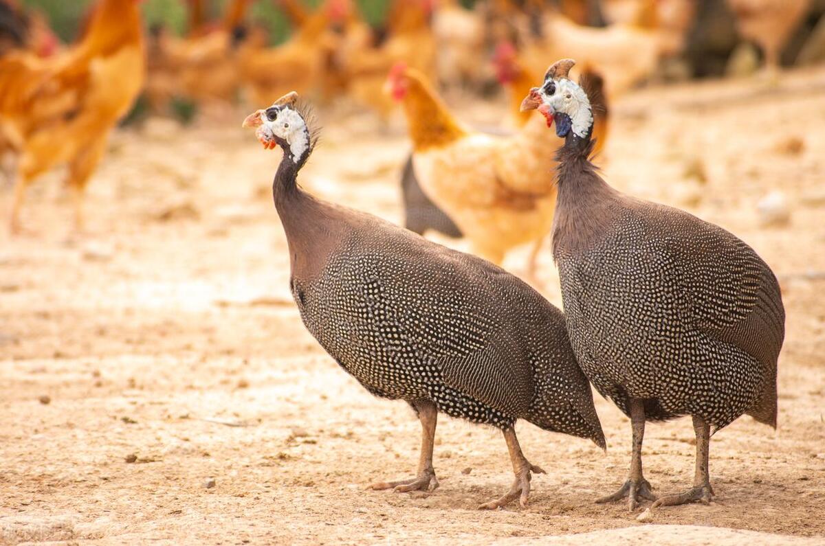 珍珠鸡育雏需要什么条件,育雏珍珠鸡怎么分公母