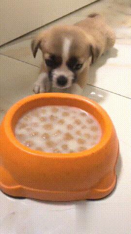 幼犬粮和全阶段粮的区别,成犬粮和幼犬