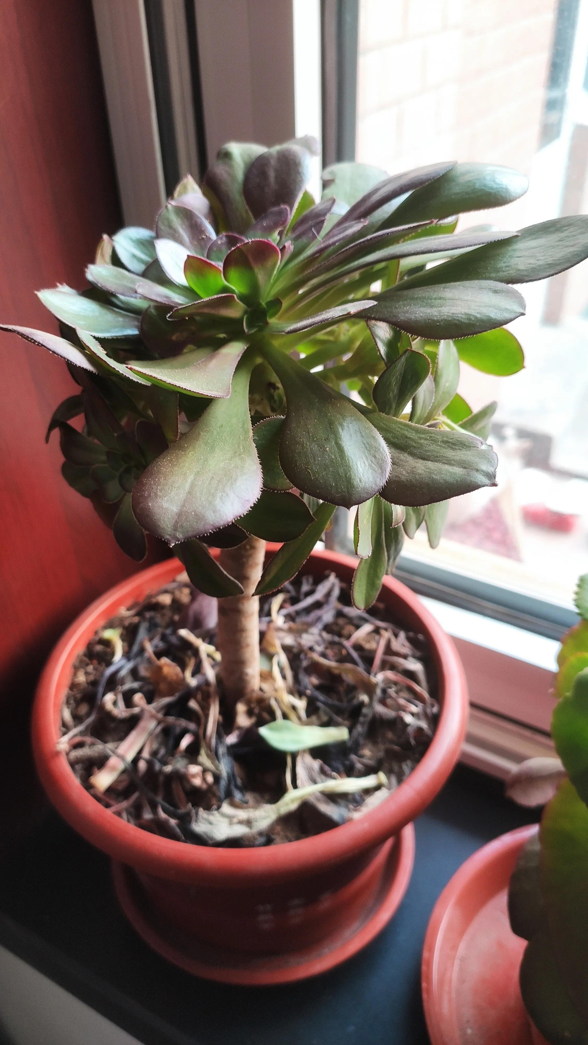 黑法师为什么不黑,黑法师为什么不长了