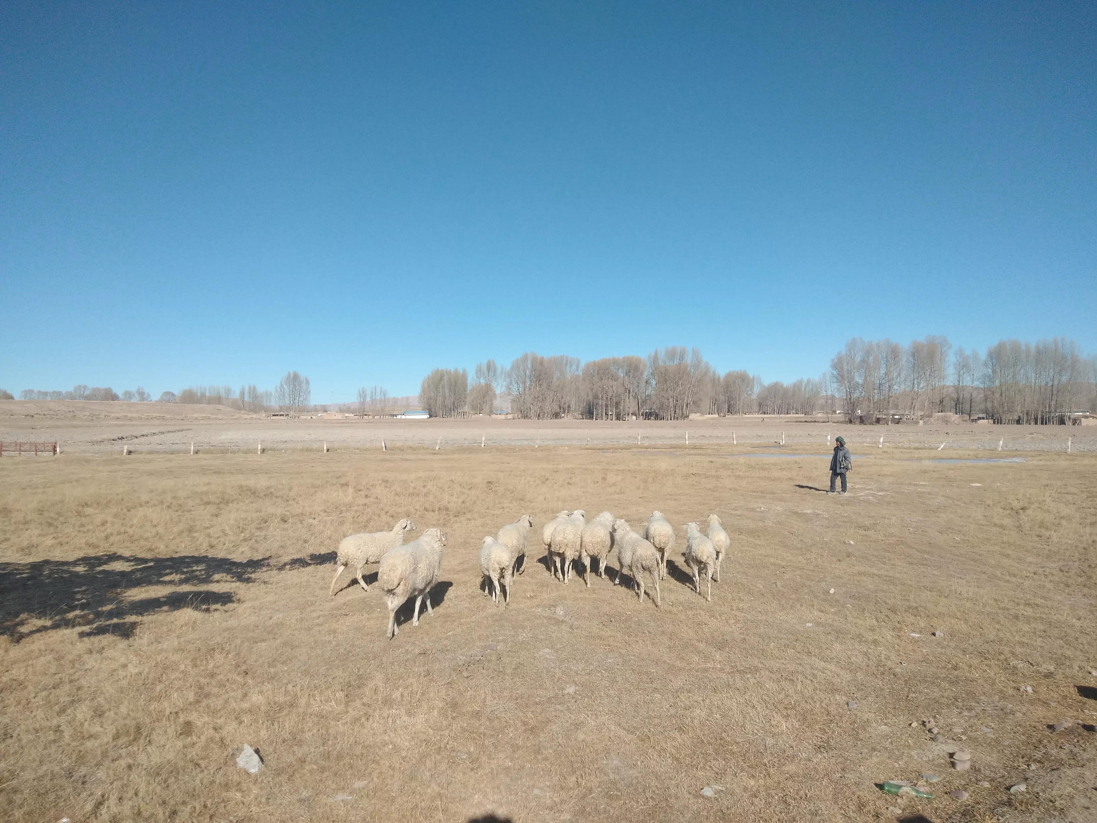 羊价为什么会跌这么多,最近几年羊价走势如何