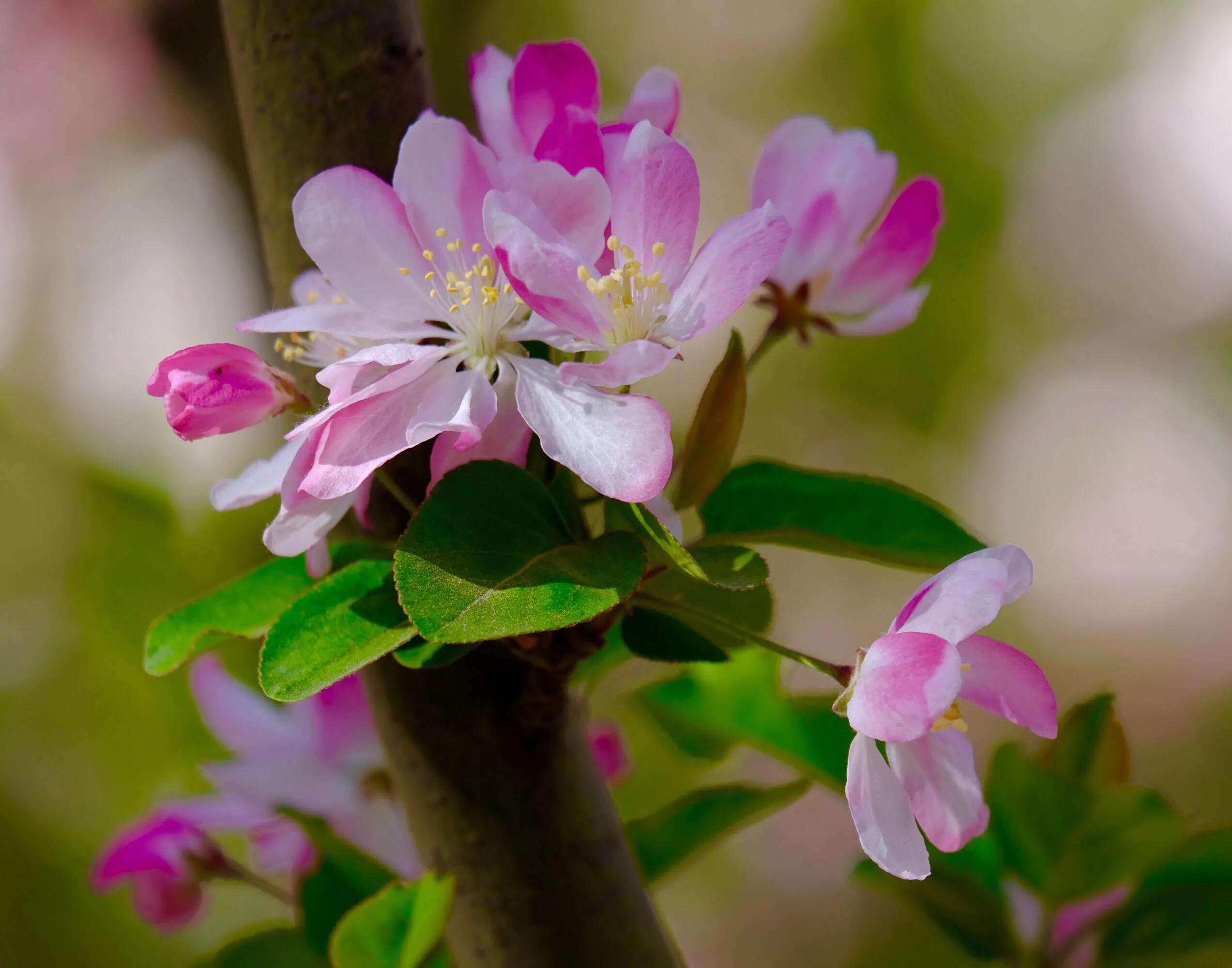 西府海棠花白色,西府海棠花骨朵