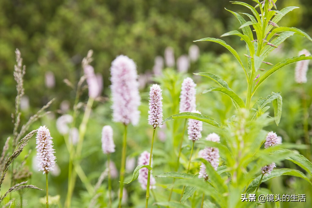 农村遍地都是宝农村的野菜挖不完,农村不要钱的野菜有哪些