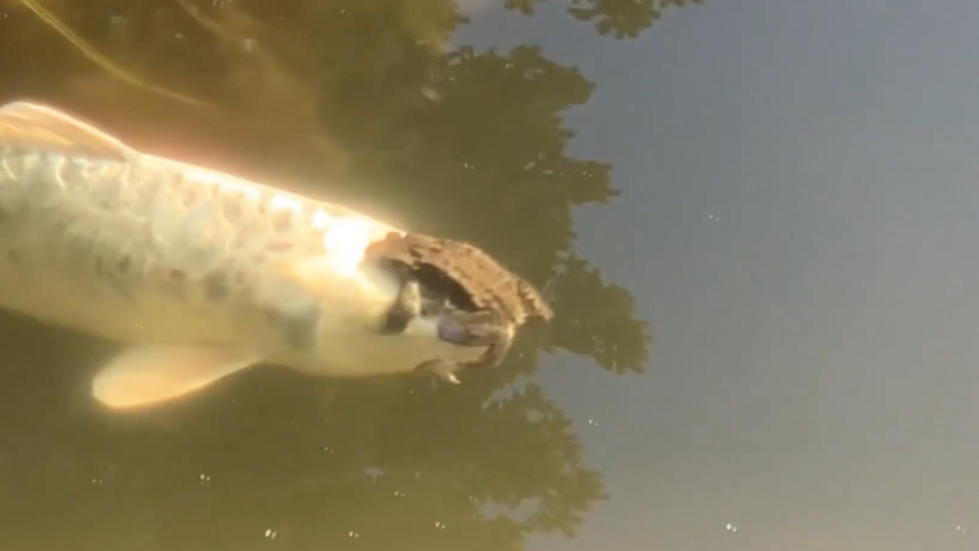 男子钓鱼钓上来个蛤蟆,男子钓到金蟾抱鲫