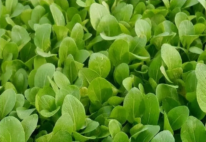 油青菜心的种植方法,种植青菜的技术和方法