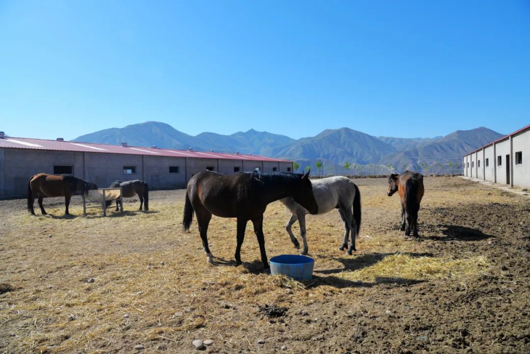 金城著名地方,金城历史由来