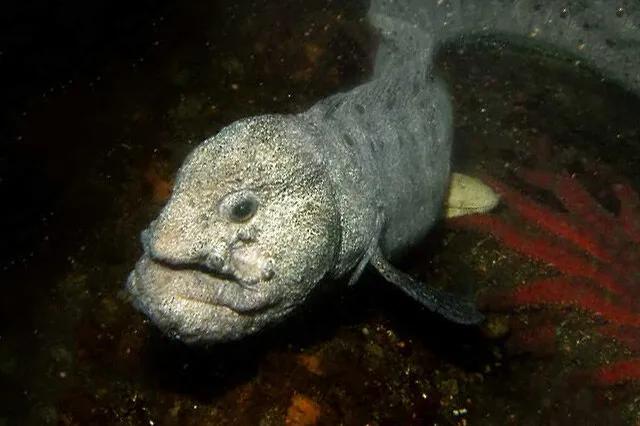 海洋里有哪些奇特的海洋生物,海洋里面都有什么奇怪的生物