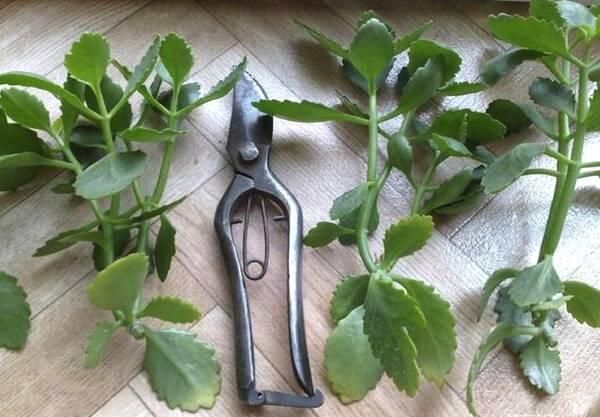 长寿花叶子畸形了,长寿花叶子小是怎么回事