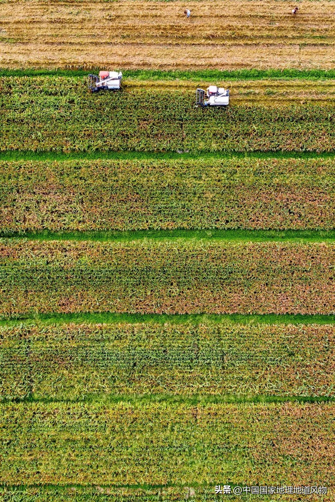 红高粱里的酒为什么是红的,红高粱里酒怎么是红的