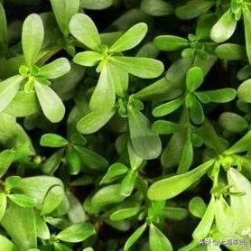 孕妈必吃的6种冠军蔬菜,怀孕后孕妈们必吃的七种营养蔬菜