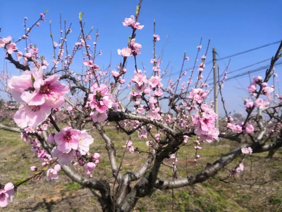 春天的花朝河湾，满屏都是花花花花