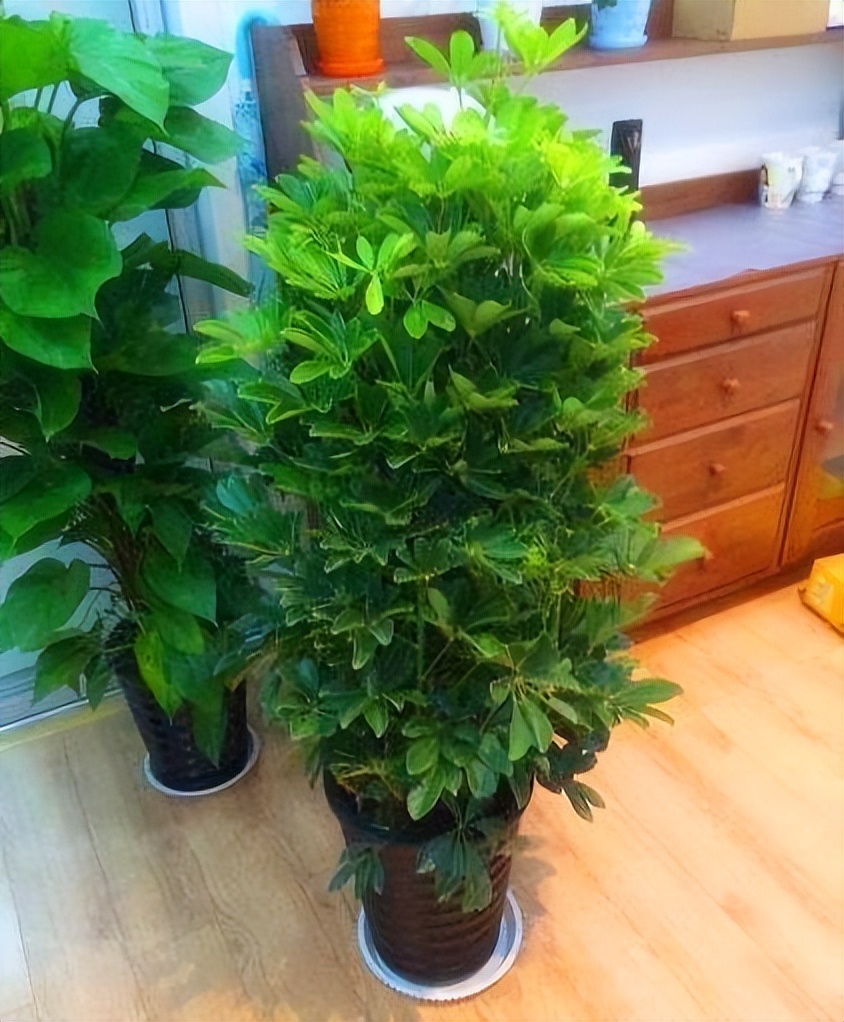 房子养什么绿植好,什么小绿植适合进新房养