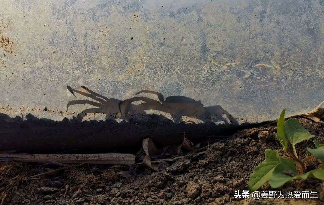 螃蟹怎么养才认人,养螃蟹的十大忌讳