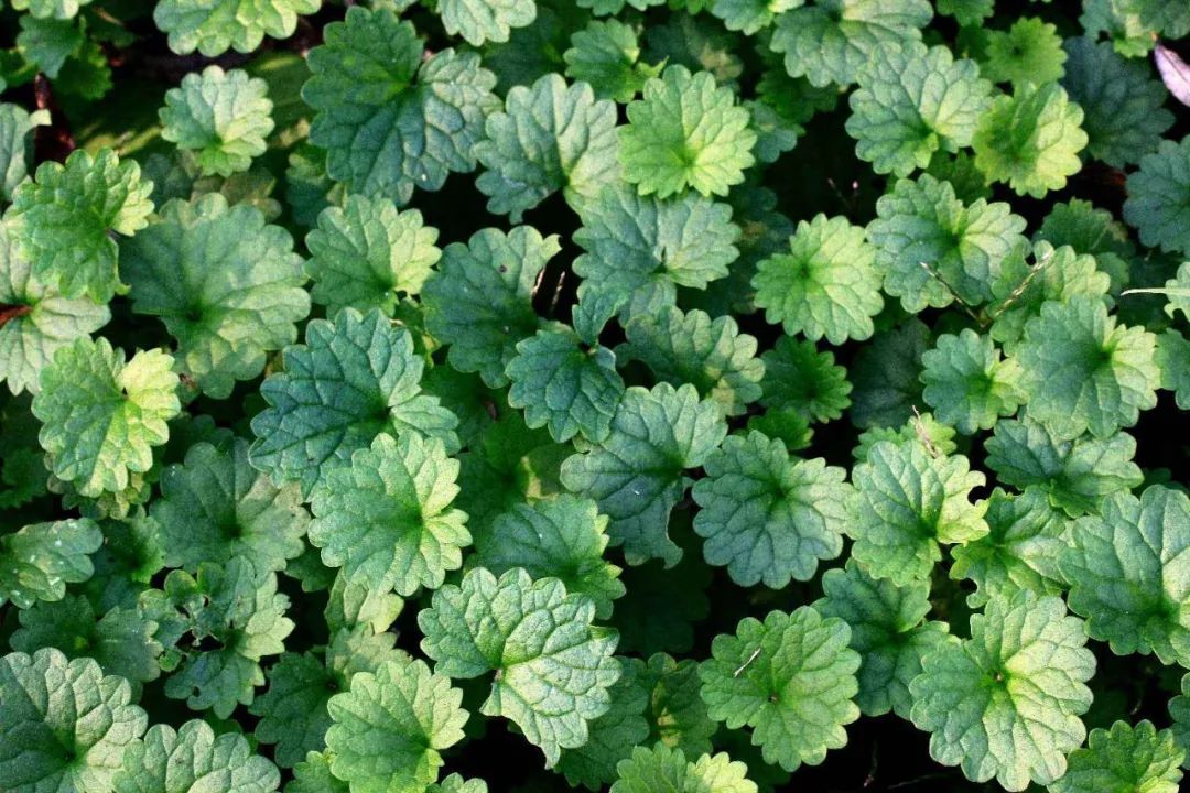 昨日的“活血丹”，今日的“园艺新宠”，这花儿还真奇妙