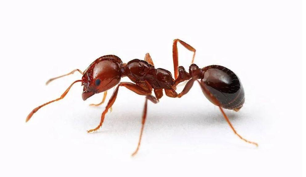 红火蚁已入侵四川48个县市区,红火蚁被入侵的视频