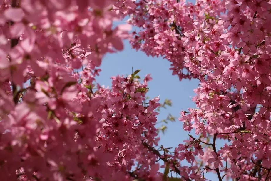 高铁免票和半价,免票公告