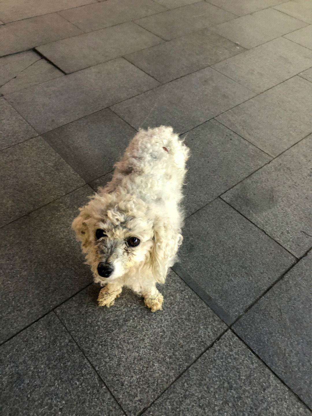 如果看到流浪狗请善待它们,遇到流浪狗请善待他们