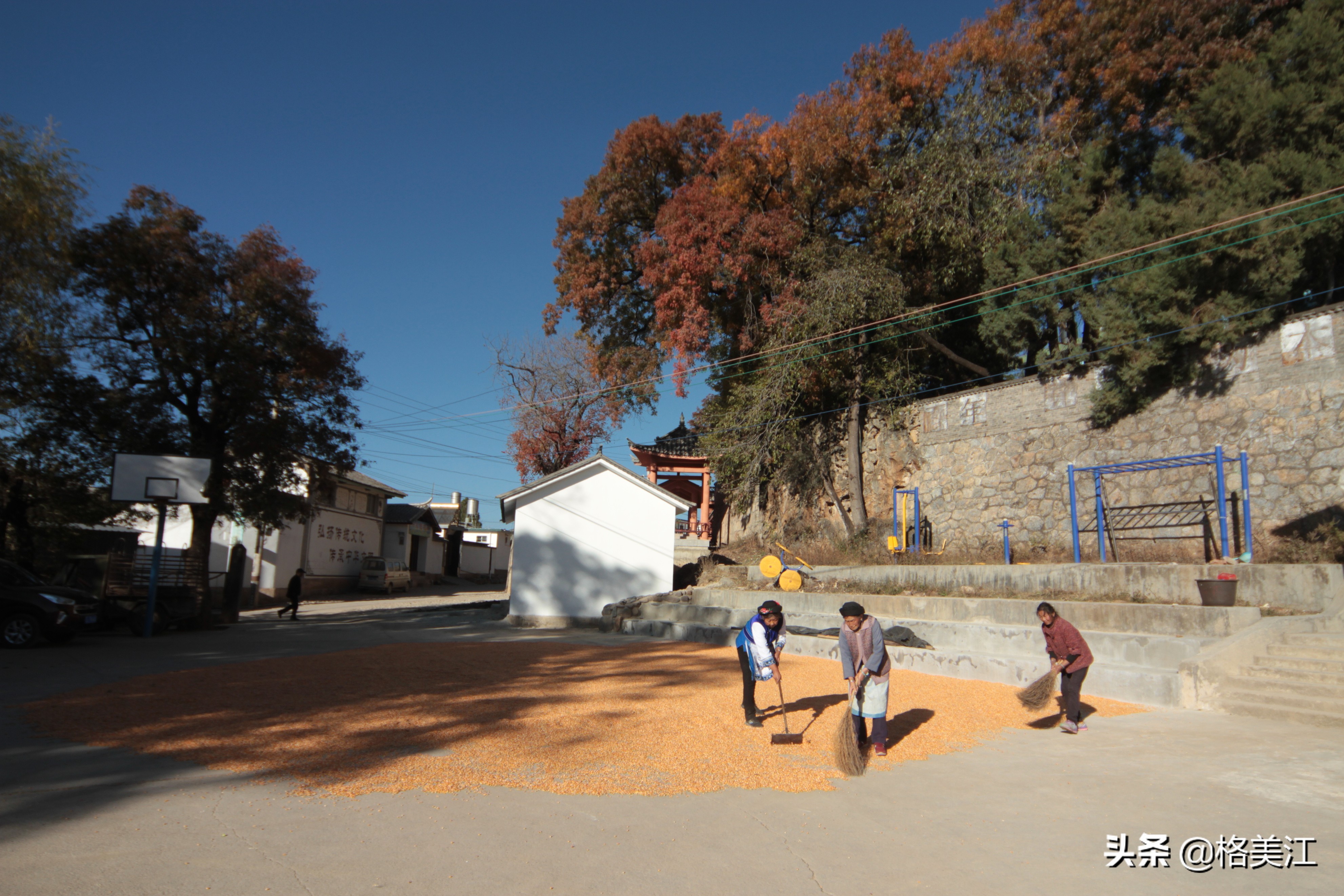桑岭村古树,桑岭的古木图片