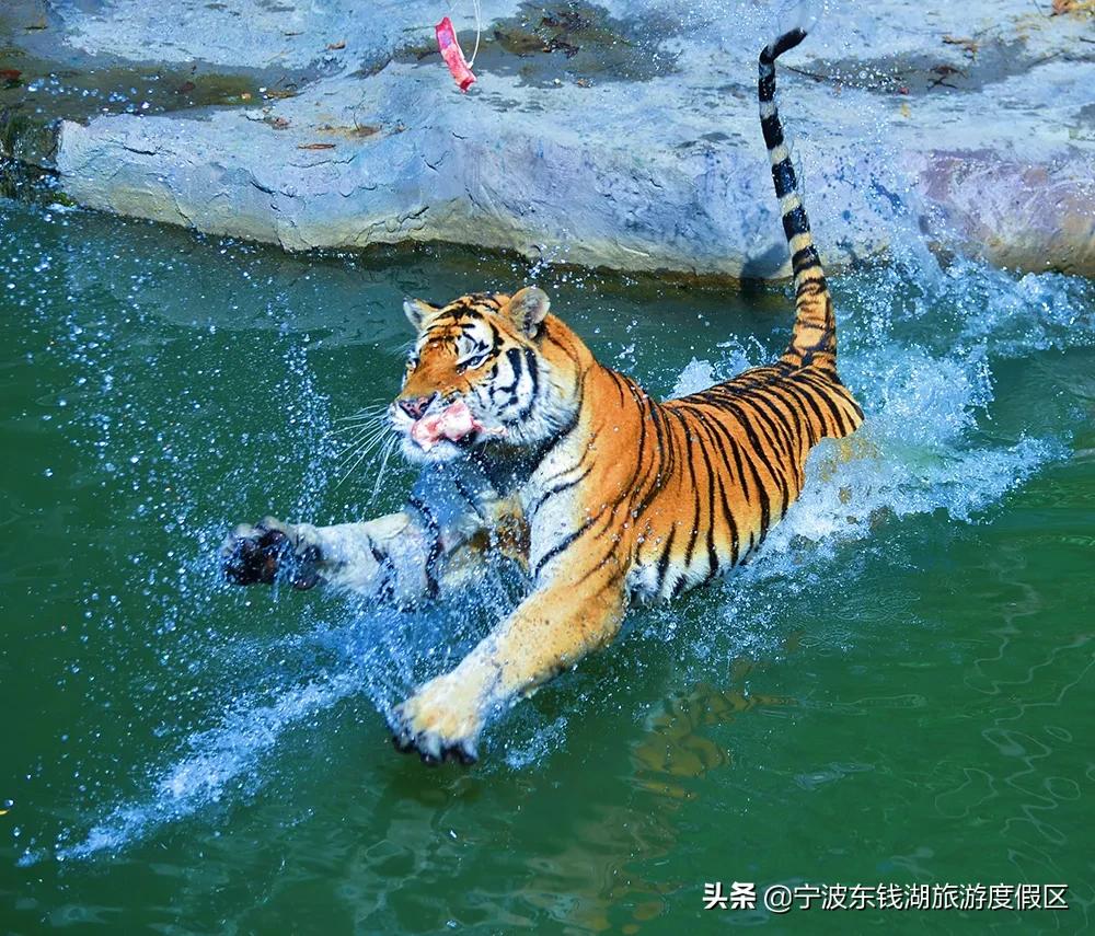 预订景区门票优惠活动,限时福利门票加一元畅游一整年