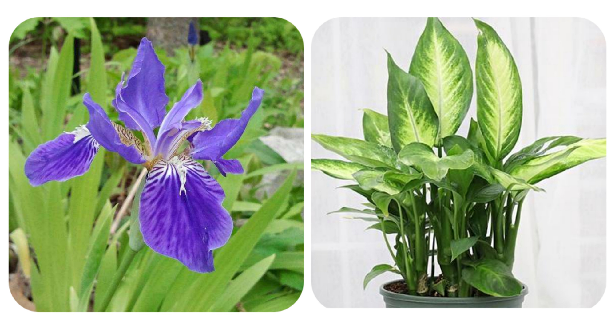 常见有毒花千万别碰,世上有毒的花和植物