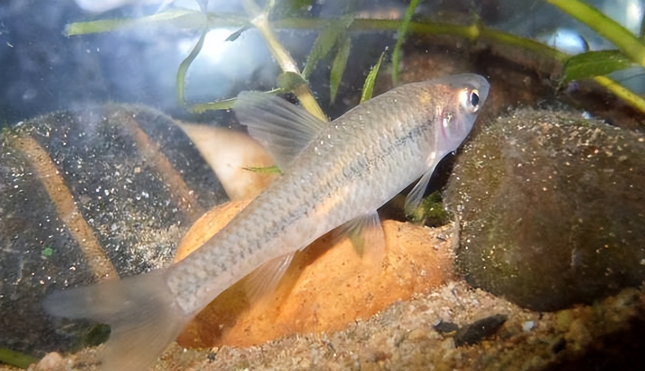 麦穗鱼养殖方法与养殖技巧,麦穗鱼如何规模化繁殖