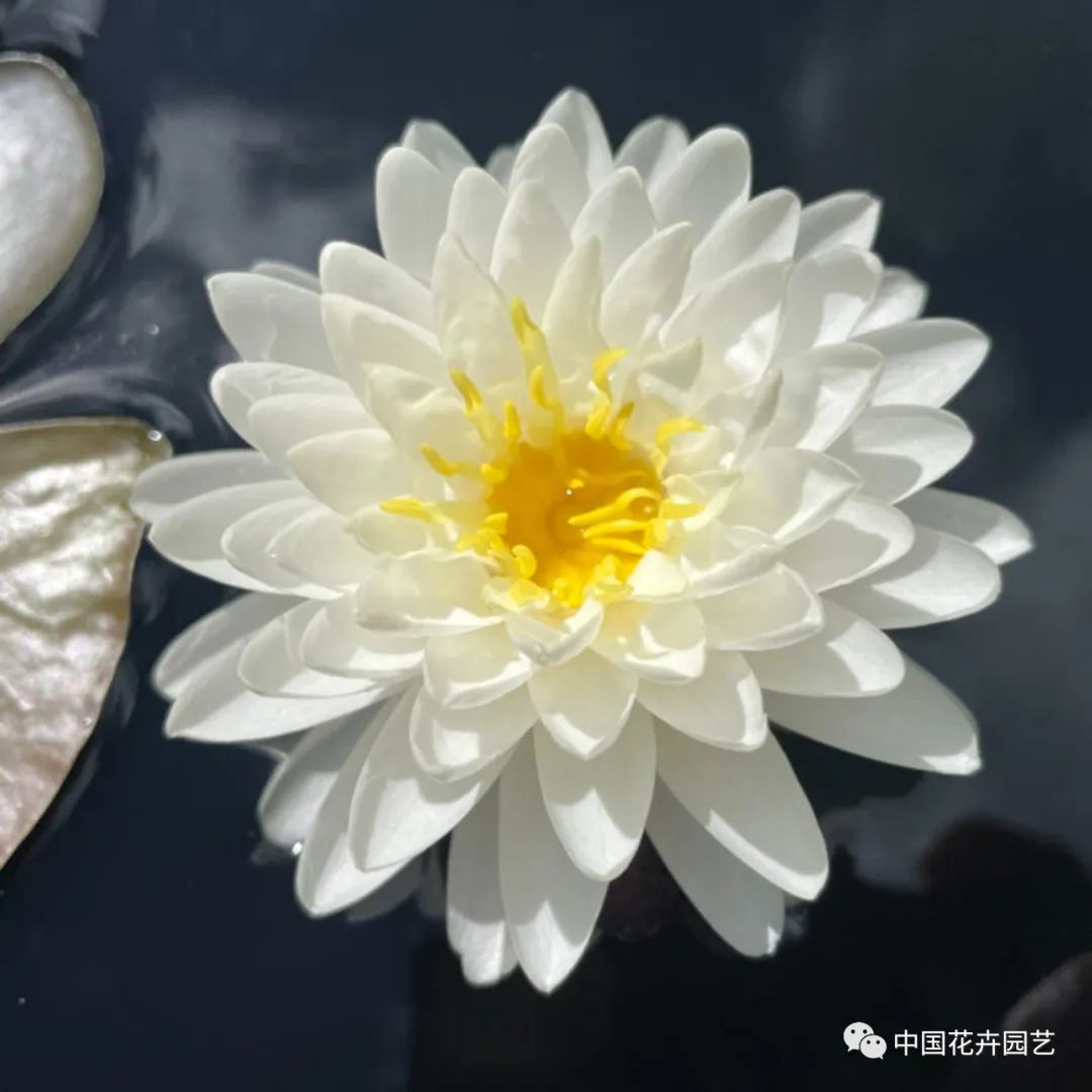 00后培育3个睡莲新品种获国际认证,睡莲热门品种