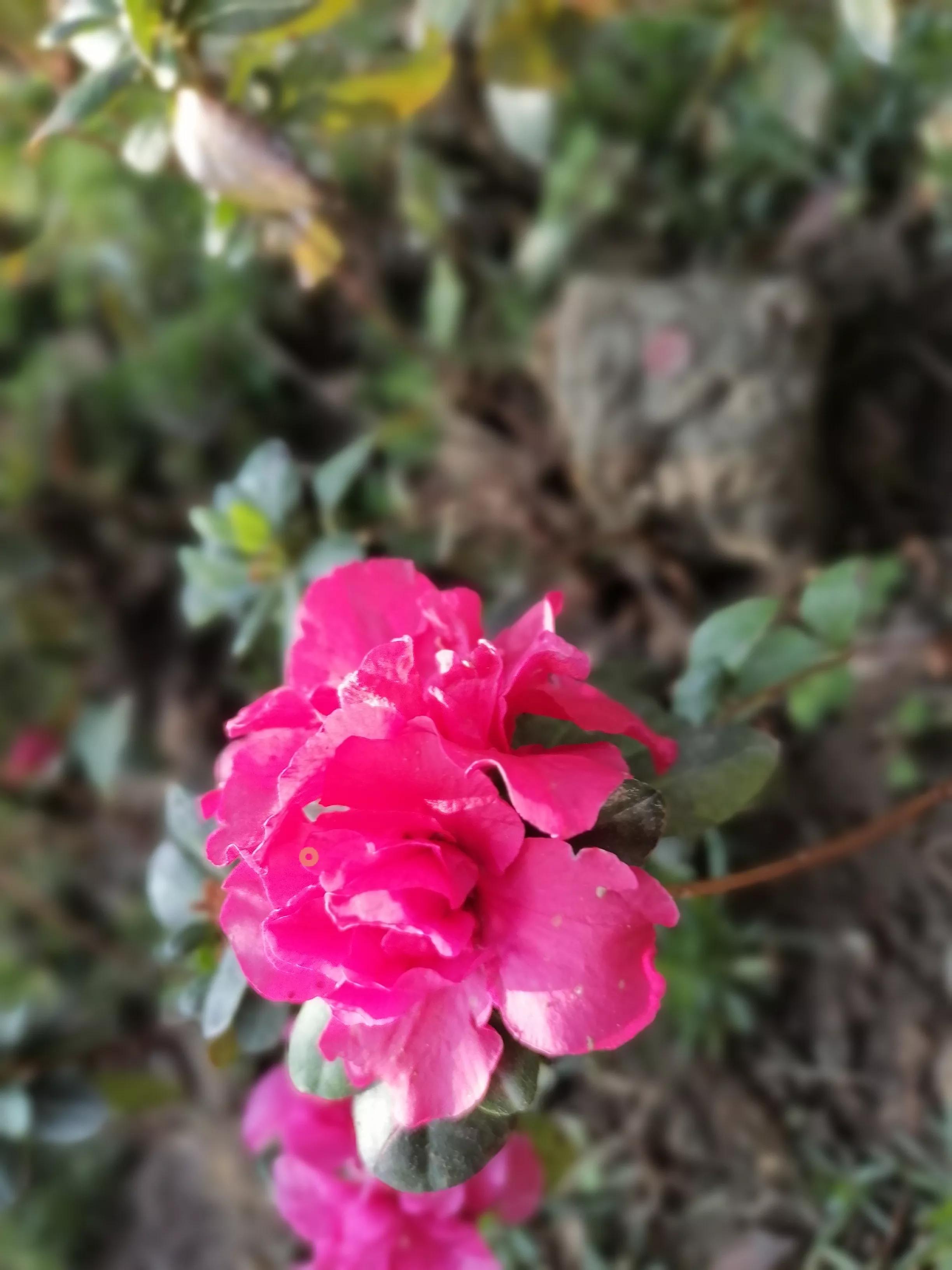 山茶花怎么养,山茶花的花语