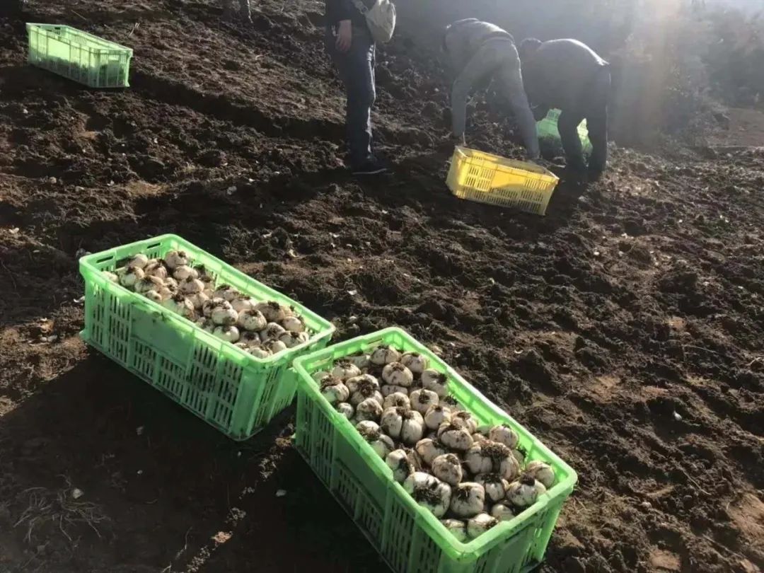 百合时蔬小炒,百合清炒鲈鱼