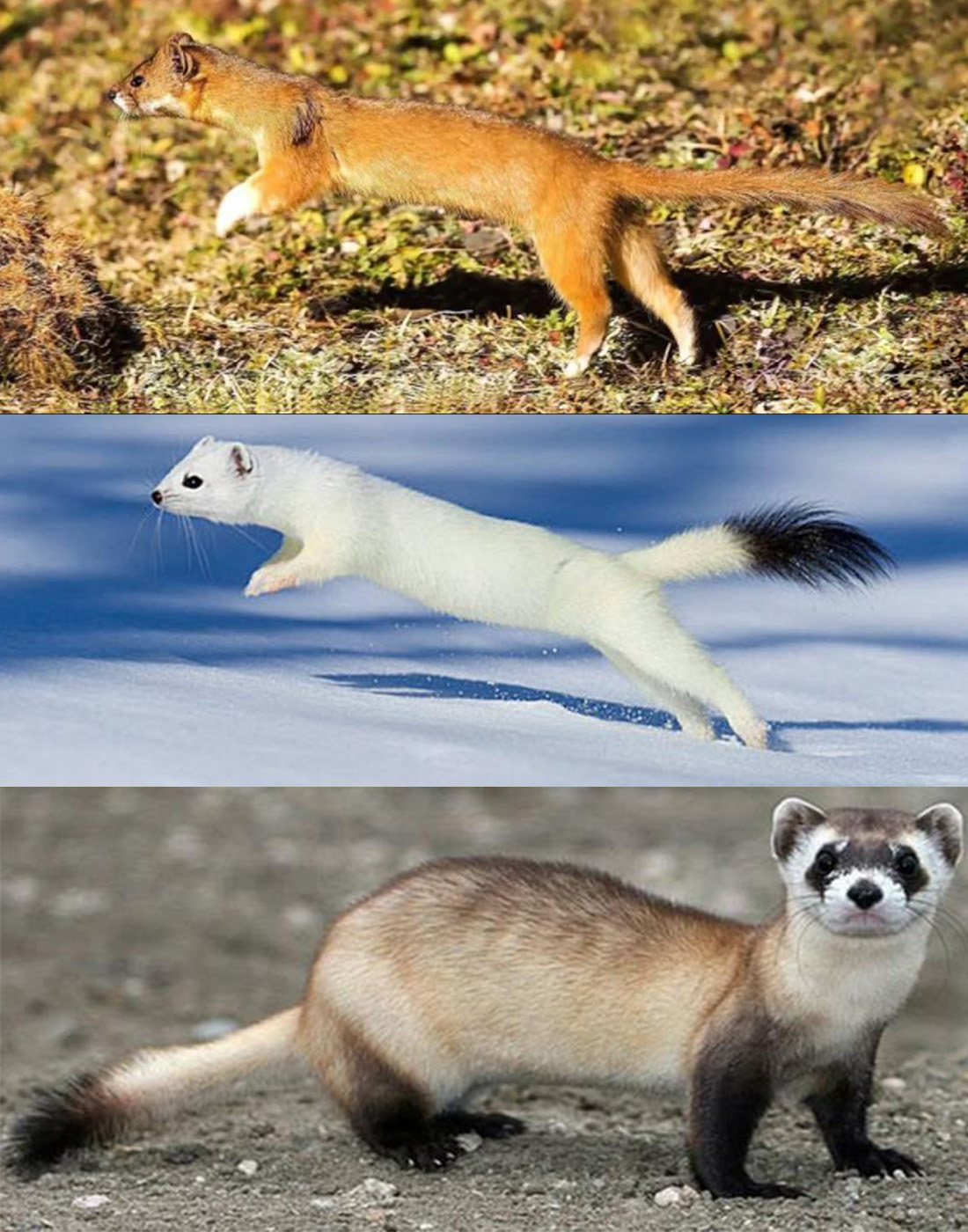 黄鼠狼不能打什么原因,为什么黄鼠狼到人家不能打