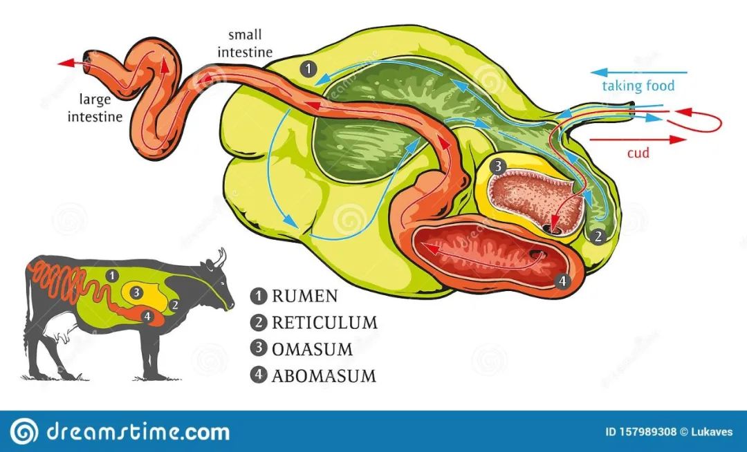 牛是人类最好的朋友,牛为什么是人类好朋友