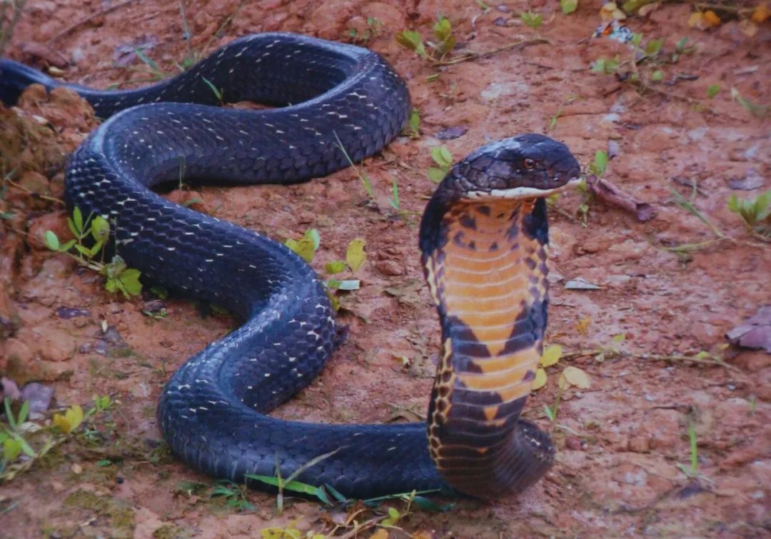 蛇类排名第一的图,蛇类十大排名