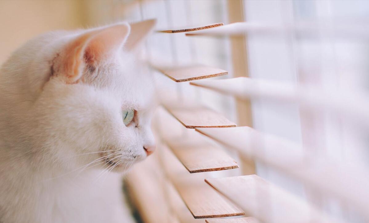 中华田园猫白猫好养吗,养猫新手适合养哪个可爱品种的猫