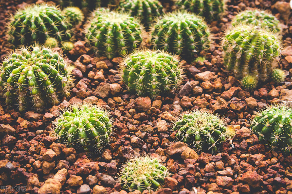 仙人球金琥怎么养,金琥仙人球怎样养得翠绿