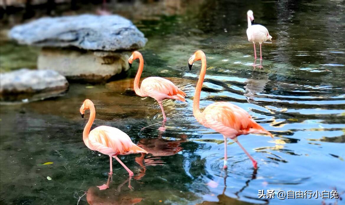 大兴野生动物园猛兽体验,走进野生动物园探索神奇大自然