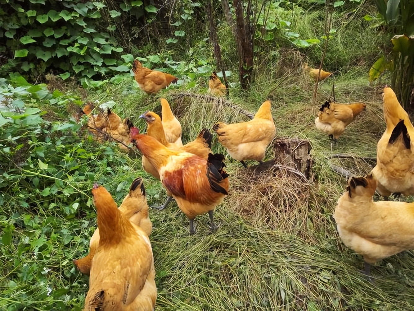 家禽生产中的发展策略,家禽养殖和内陆养殖