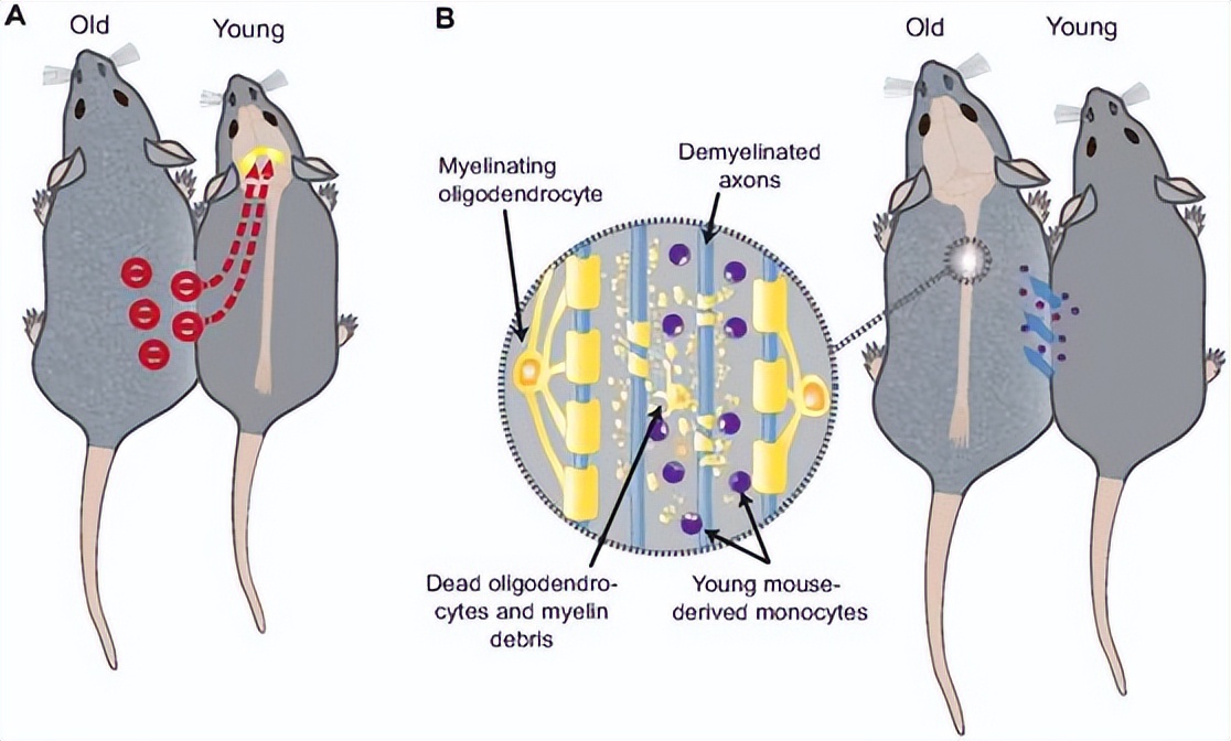 返老还童面霜骗局,换血抗衰老真的有用吗