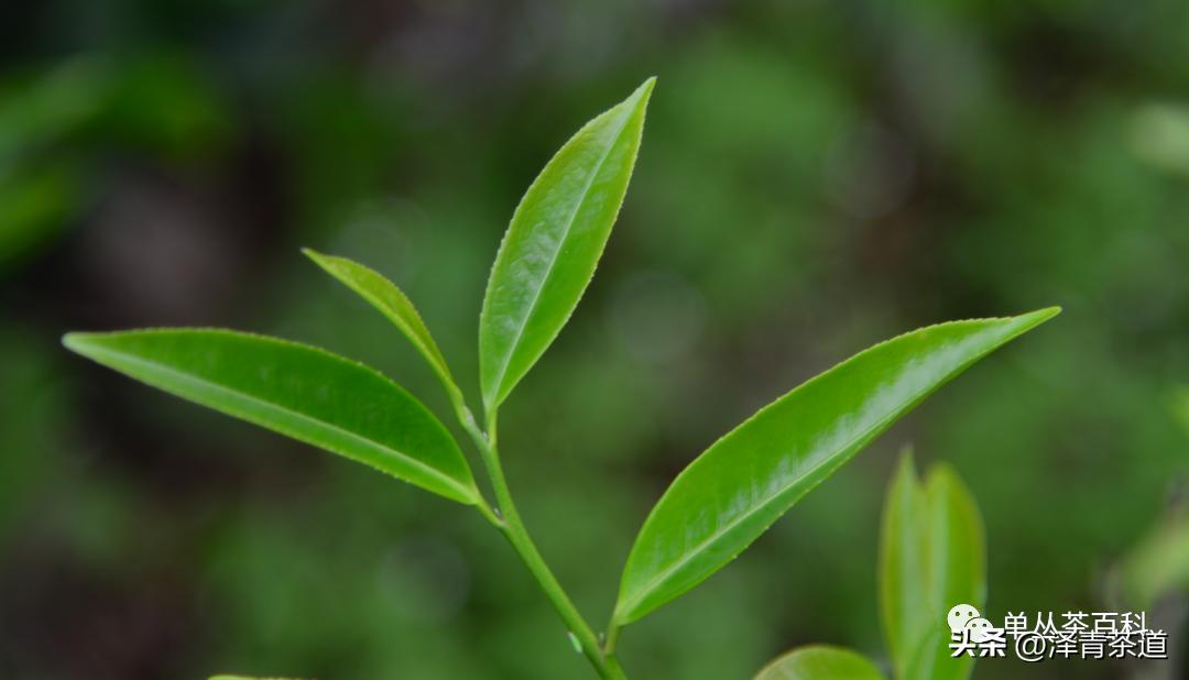 了解一下凤凰单丛,了解凤凰单丛