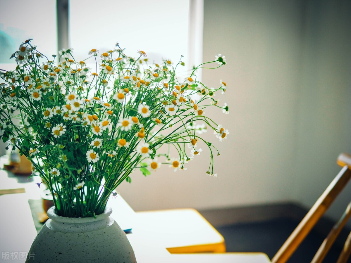 家里有什么花不能扔,家里最忌讳哪些花