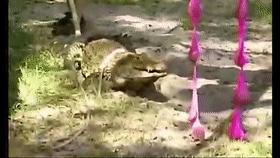 这是真的吗？当人被鳄鱼追赶时，z字型逃跑能快速摆脱鳄鱼