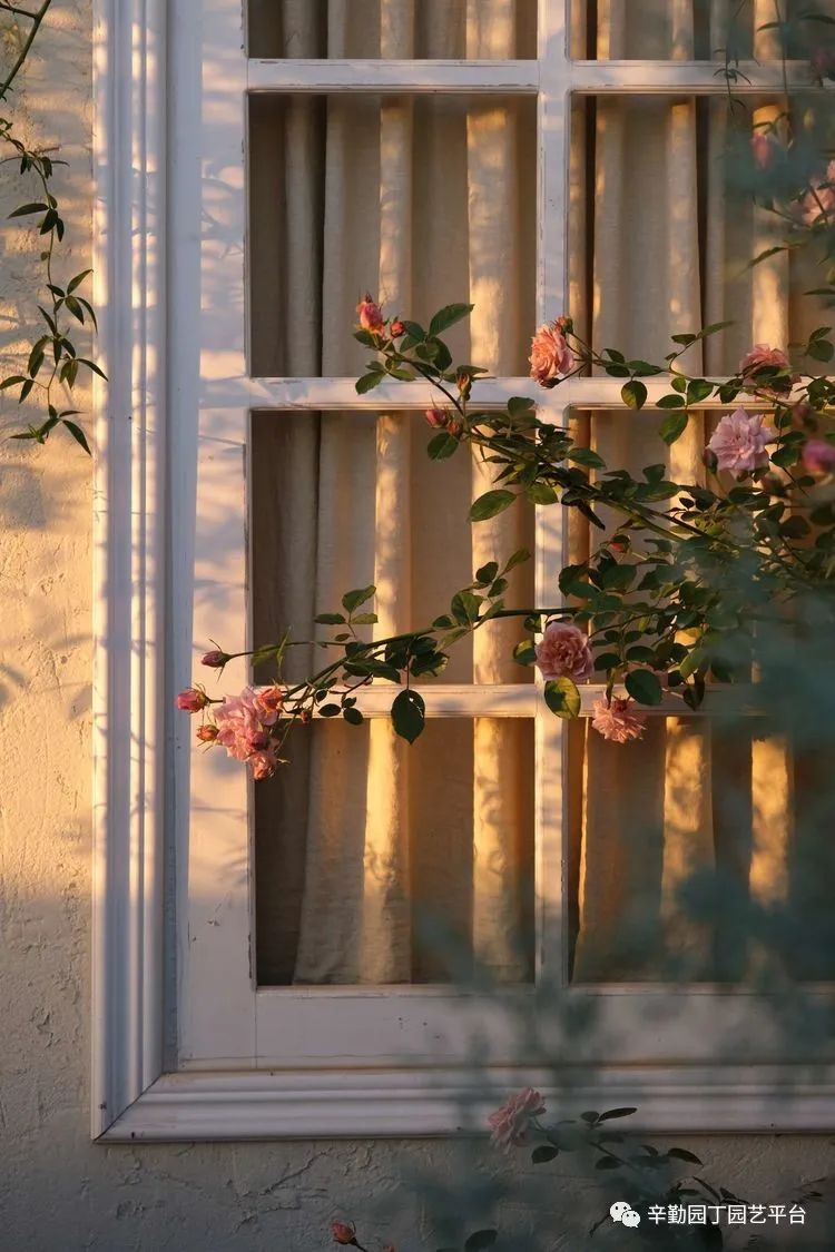 第八届园丁奖露台组《030号》洛基花园