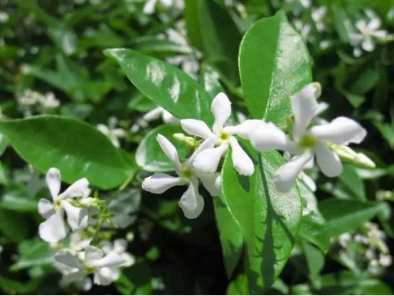 百花种类大全,百花的种类有哪些