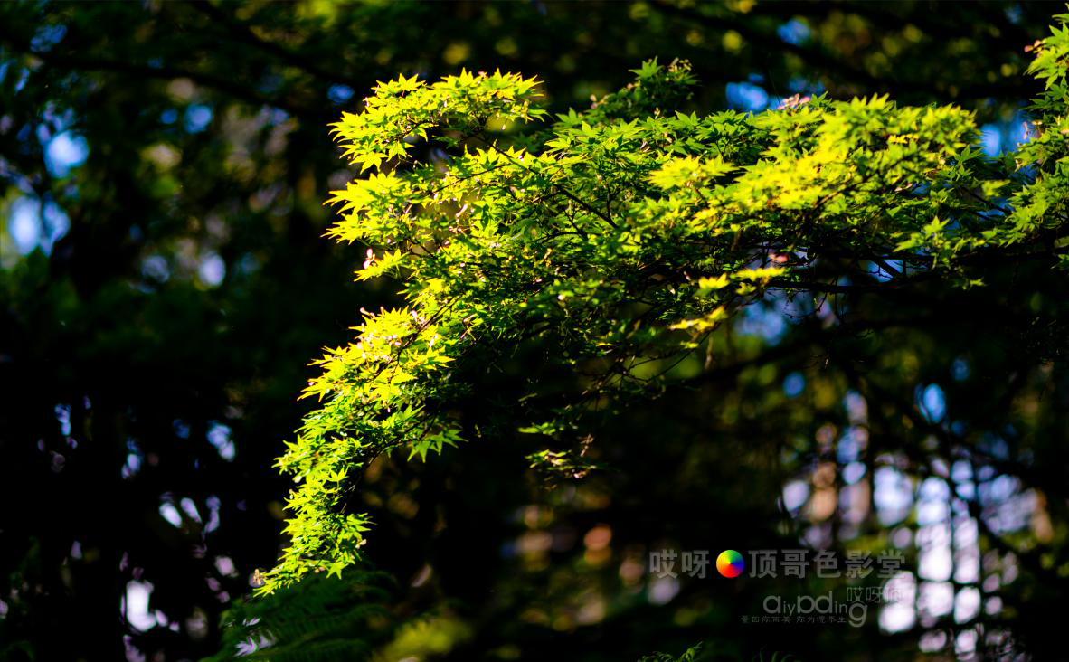 旅行家的眼神，看到不一样的人文澳洲（四之一）