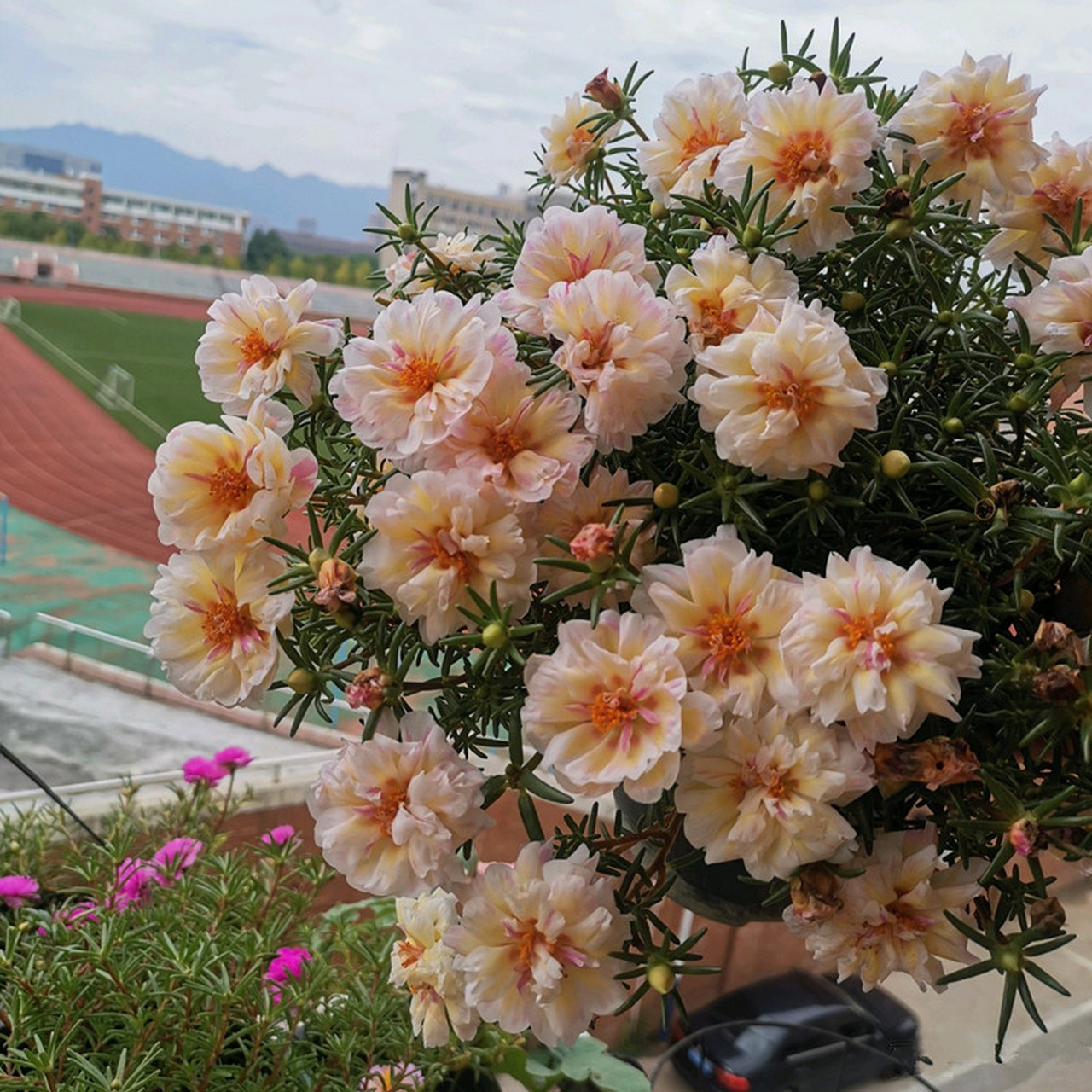 家养3种富贵花福气好运挡不住,七种富贵花图片